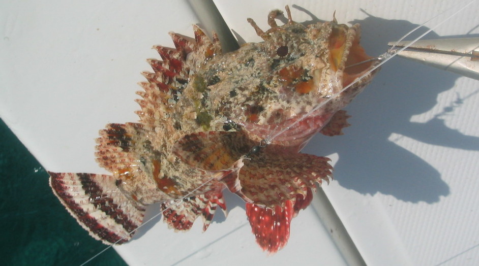 Scorpion Fish Key West Fish Key West Fishing