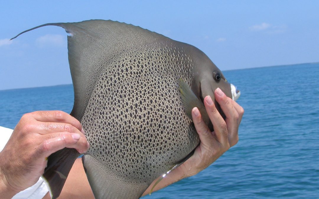 angelfish