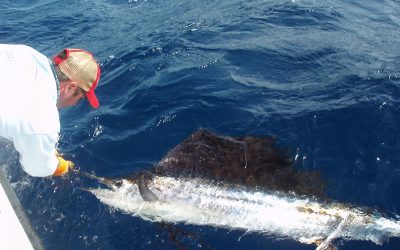 Sailfish- Key West Sailfishing