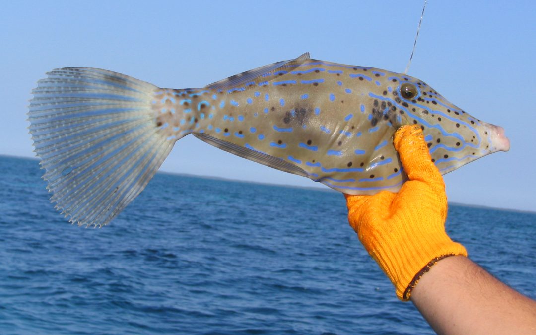 filefish