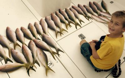 Yellowtail Snapper