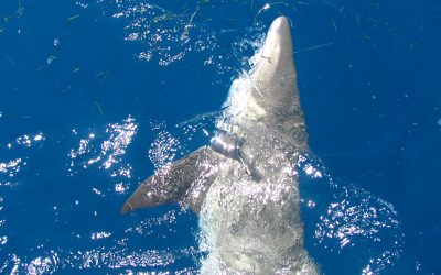 Lemon Shark