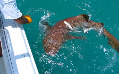 Nurse Shark