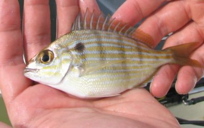 Pinfish, Sea Bream