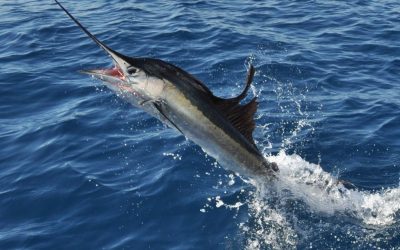 Sailfish