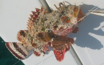 Scorpion Fish